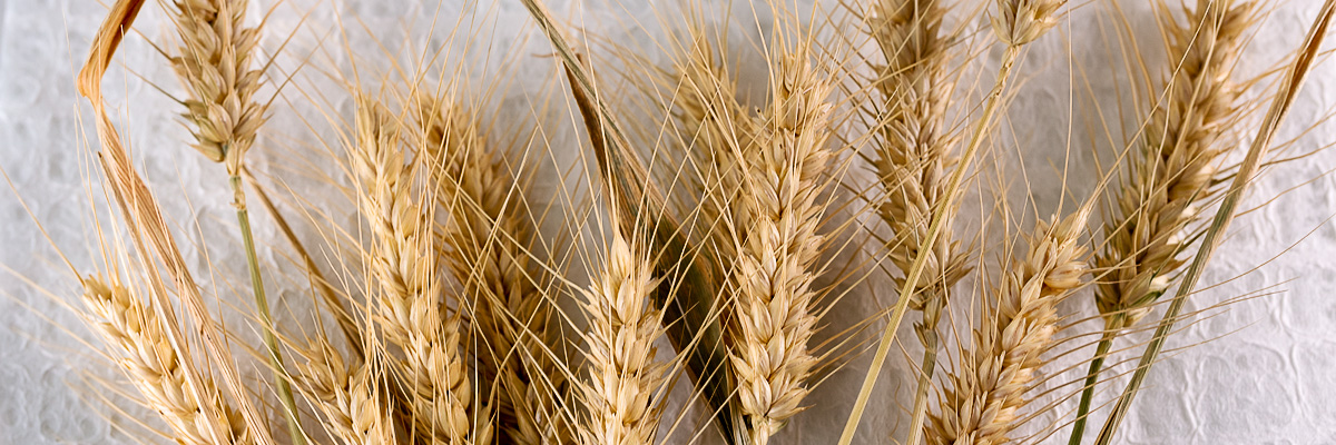 Wheat stalks